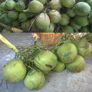 Noix de coco vertes fraîches de la meilleure qualité | Eau de noix de coco rafraîchissante naturelle | Récolte d'été 2024 de qualité supérieure | Approvisionnement en gros - Product Image 5