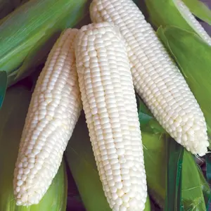 Prodotto agricolo Kerne di mais secco bianco sfuso in vendita, mais bianco di prima scelta in vendita