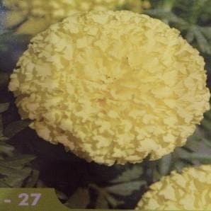 INDUS 27 MARIGOLD () Flores Secas Tipo de Procesamiento - Product Image 3