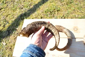 Paire de cornes de bélier naturelles fabriquées à la main avec finition polie pour la décoration et l'affichage traditionnels de la maison à un prix abordable - Product Image 6