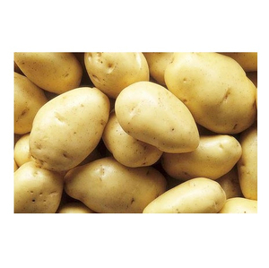 Pommes de terre rondes biologiques fraîches 10 kg Vente en gros en provenance des Pays-Bas Marque POTATOES - Product Image 1