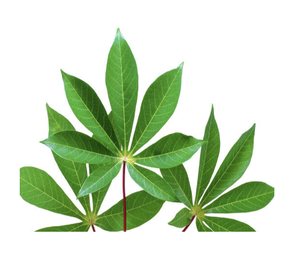 Feuille de manioc congelée prête pour les producteurs de repas surgelés Marques d'épicerie et distributeurs internationaux en vrac - Product Image 1