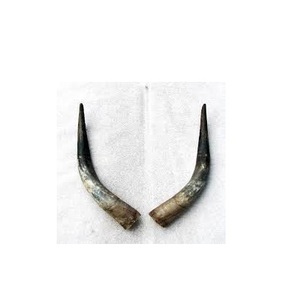 Par de cuernos de búfalo sin pulir búfalo natural Tamaño personalizado natural áspero par de cuernos de búfalo para gran oferta - Product Image 3