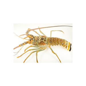 Homard à queue lisse congelé avec chair ferme pour les acheteurs mondiaux - Product Image 5