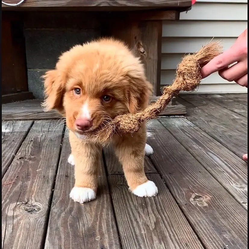 Mordedor ecológico con Logo personalizado para mascotas, juguete para masticar, cuerda de coco para perro, juguete para masticar en forma de hueso