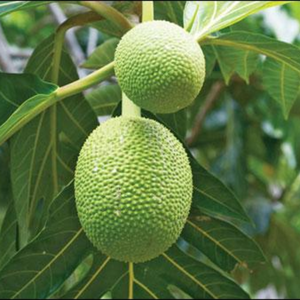 Pain congelé du Vietnam 100% goût frais naturel meilleur pour le marché d'exportation - Product Image 1