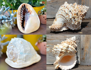 Concha de Caracol Natural de Vietnam para Manualidades y Decoración - Product Image 4