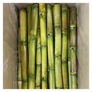 Gran oferta de palitos de caña de azúcar frescos congelados de 99GD Viet Nam con dulzura natural de la mejor calidad listos para enviar para la industria del jugo - Product Image 4