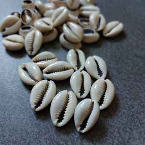 Coquillages de cauris d'Afrique authentiques, coupés au centre, Cypraea Annulus, assortis |   Coquillages de cauris, coquillages marins naturels, artisanat écologique MS - Product Image 3