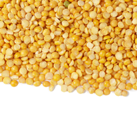 Premium Farm-Pois jaunes frais indiens Chana Split Dal pour l'exportation vers les marchés du Royaume-Uni et de l'Europe continentale