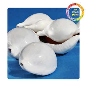 Conchas de cauri de huevo blanco seleccionadas a mano de Vietnam | Fabricación de joyas DIY y decoración del hogar | Stock disponible - Product Image 2