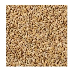 Cebada de malteado orgánica de alta calidad/Cebada pelada/Cebada perlada - Product Image 6