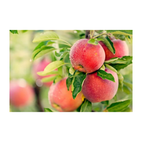 Pommes Fuji Fraîches de Qualité Supérieure en Promotion – Stockage Réfrigéré de Belgique, Couleur Rouge, Durée de Conservation de 6 Mois, En Vente