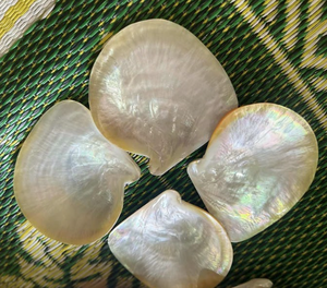 Conchas naturales para portavelas | Acabado pulido, seguro y duradero | Alto servicio y respuesta rápida - Product Image 3