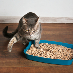 ทรายแมวจากไม้สน น้ำหนักเบา ต้านเชื้อแบคทีเรีย ออร์แกนิค และเป็นมิตรกับสิ่งแวดล้อม ผลิตในตุรกี ผู้ผลิตขายส่ง - Product Image 1