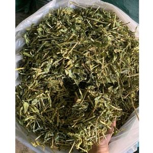 ใบสมุนไพรธรรมชาติแห้งคลีนาแคนตัสนูกันสะบาห์หญ้างู | ผู้จำหน่ายสมุนไพรเวียดนาม - Product Image 2