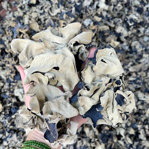 Champignon en bois séché-champignon de haute qualité au VIETNAM // JENNIBUI + 84797005377 - Product Image 5