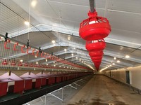 Structure en acier pour poulailler, hangar d'élevage préfabriqué en acier et fermes avicoles en structure acier, poulailler