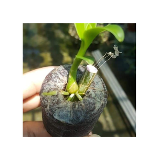 Pellets de turba de Coco de Venta caliente para sembrar fibra de coco Jiffy para sembrar pellets de fibra de coco - Product Image 6