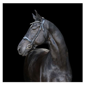 Lumiere Equestrian Alison แผ่นบังเหียนหนัง,Cavesson - Product Image 3