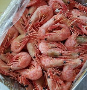 Camarones Frescos Congelados de Agua Fría, Mariscos Premium Enteros para Distribución Mayorista e Industria de Servicios Alimentarios - Product Image 3