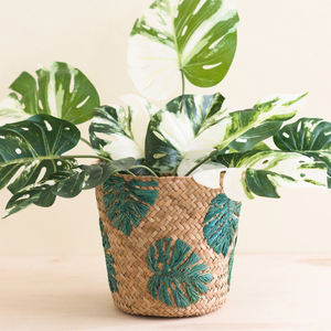 ตะกร้าปลูกต้นไม้หญ้าทะเลธรรมชาติดีไซน์สุดฮ็อตตะกร้าเก็บของสำหรับตกแต่งบ้านจากเวียดนาม - Product Image 3
