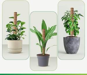 Totem de bâton de mousse de poteau artisanal de 8 à 16 pouces unique du fabricant indien Grands jardinières d'intérieur Pots de fleurs Coco Gardens - Product Image 2