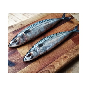 Mayorista con el Mejor Precio de Pescado Caballa Española Congelada Entera - Baja en Sal y Orgánica - Product Image 5