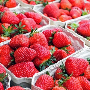High Quality Premium Grade 10kg <b>Fresh</b> Organic Strawberries From France - Product Image 2