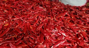 Usine vietnamienne fournissant du piment séché pour les commandes en gros avec une production stable et une qualité constante du piment séché - Product Image 1