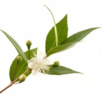 Minyak Atsiri Amyris (Amyris balsamifera) Minyak Murni Hasil Distilasi Uap Ramah Lingkungan Produsen Grosir Pemasok B2B & Eksportir Global