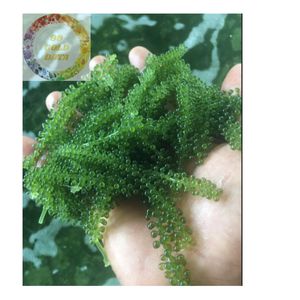 Algues marines séchées Premium Vietnam Caviar vert Algues marines Parfait pour la nourriture et la demande du marché d'exportation - Product Image 4