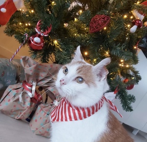 Divers styles de décorations de Noël La tradition rencontre la tendance - Product Image 4