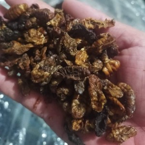 ENTREGA RÁPIDA PUPAE DE GUSANO SECO PARA MASCOTA - Product Image 1