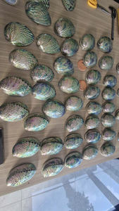 เปลือกหอยเป๋าฮื้อขัดธรรมชาติจากเวียดนามสำหรับงานฝีมือเครื่องประดับเรซินและของประดับตกแต่งภายใน - Product Image 5