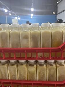 LAS MEJORES BEBIDAS PARA EL VERANO CALIENTE DE VIETNAM, Jugo de Kumquat Congelado, Ideal para Relajarse y Refrescarse en el Verano 2025 - Product Image 2