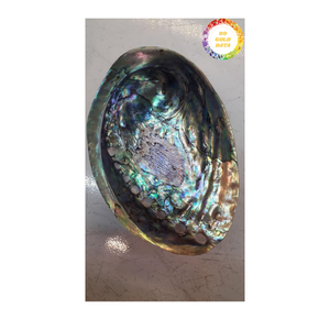 หอยเป๋าฮื้อพรีเมี่ยมวัสดุจากมหาสมุทรแท้สำหรับตกแต่งเครื่องประดับเครื่องประดับและส่งออกทั่วโลก - Product Image 4