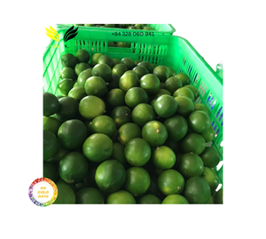 Limón Verde Sin Semillas Premium, Fruta Cítrica Fresca, Proveedor de Vietnam, Limón Verde Sin Semillas para Exportación Global - Product Image 6