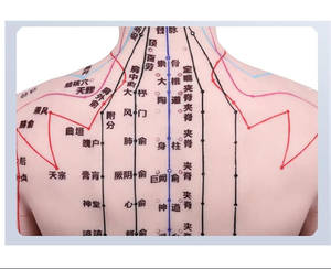 Akupunktur noktası öğrenme ve büyük taban sabit nokta tasarımı ile ekran için 55cm 21.6 inç silikon akupunktur modeli - Product Image 2