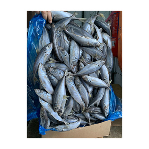 Prix bon marché chinchard de l'Atlantique approvisionnement en gros poisson authentique - Product Image 4