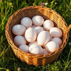 Oeufs de poulet naturels frais prêts à l'exportation Œufs de poulet frais de ferme blancs bruns biologiques complets supermarchés d'approvisionnement en vrac - Product Image 6