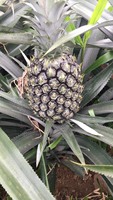 Bron Verse Ananas Voor Verkoop Oorsprong Vietnam Verse Ananas Fruit Met Groene Bladeren Nieuw Seizoen Ananas Comosus Vers