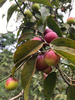 Best verkochte Peruaanse Camu Camu fruitextract spraygedroogd poeder, voedingskwaliteit, HACCP gecertificeerd, rijk aan vitamine C, antioxidant, puur