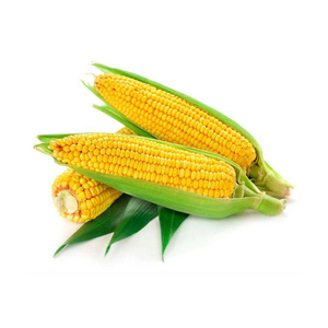 Maïs jaune séché/maïs pour l'alimentation des animaux et des volailles - Product Image 6