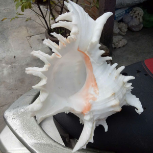 <b>DECORATIVE</b> SEA SHELLS | PERFECT FOR <b>AQUARIUM</b>, CANDLE, AND RESIN ART - Product Image 6