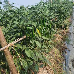 Poivrons surgelés de qualité supérieure du Vietnam Traitement brut de style frais Excellent service après-vente pour les acheteurs Épices et herbes individuelles - Product Image 6