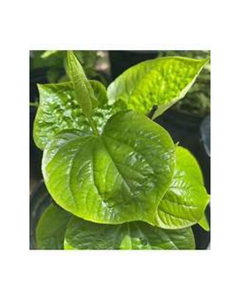 \ SUPPORT IMMUNITAIRE CONGELÉ PIPER LOTLOT FEUILLE À BASE DE PLANTE ÉTIQUETTE PROPRE SANTÉ BOOST INGRÉDIENTS NATURELS FEUILLE ENTIÈRE - Product Image 1