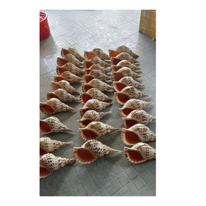 Coquillages de trompette vietnamiens haut de gamme pour le style intérieur côtier, les magasins d'aquarium, les kits de souvenirs et les artisans de l'océan - Product Image 6