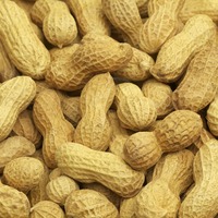 Arachides Biologiques Naturelles Brutes de Qualité Supérieure, Approvisionnement en Gros, Commerce International, Teneur Élevée en Huile, Sélection Agricole, Propres et Séchées, Qualité Export