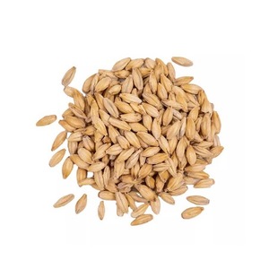 Nueva cosecha al por mayor Job's Tear Organic Protein Rich Malt Barley - Product Image 1